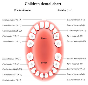 picture of a children's dental chart, labeling each tooth in the upper and lower jaw